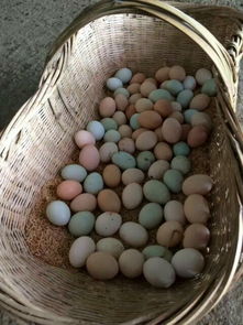 農家土雞蛋 特產食品大賣場的熱銷密碼