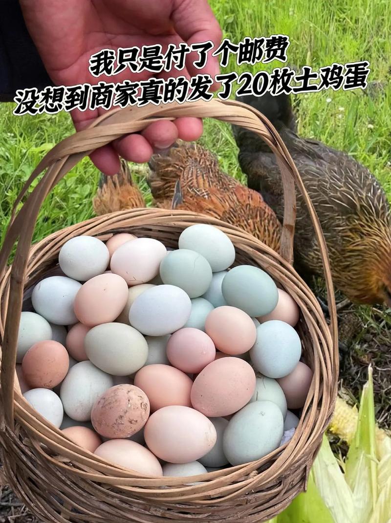 20枚農家散養土雞蛋 自然饋贈的純粹與安心